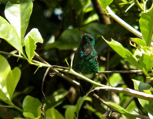 Zona Verde