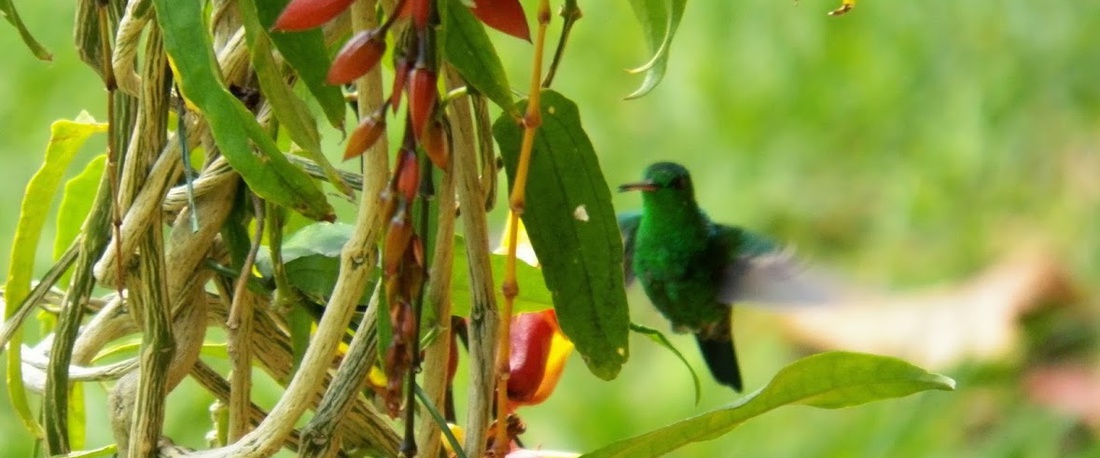 JARDÍN